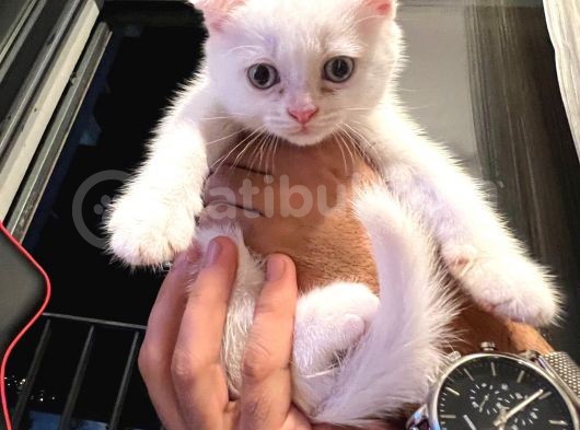 Scottish Fold görsel