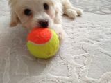 2,5 Aylık En Tatlı Maltipoo