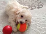 2,5 Aylık En Tatlı Maltipoo