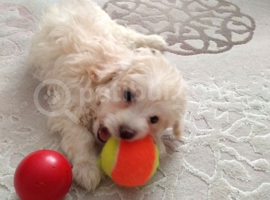 2,5 Aylık En Tatlı Maltipoo görsel