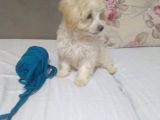 2,5 Aylık En Tatlı Maltipoo