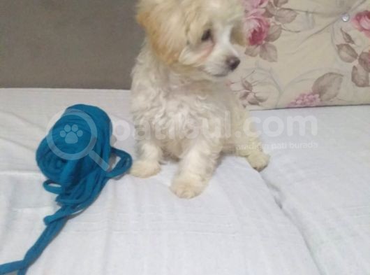 2,5 Aylık En Tatlı Maltipoo görsel