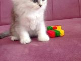 British LongHair