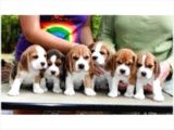 Beagle Yavrulari Mama Ve Malzeme Kampanya Li