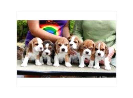 Beagle Yavrulari Mama Ve Malzeme Kampanya Li görsel