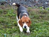 Beagle Yavrulari Mama Ve Malzeme Kampanya Li