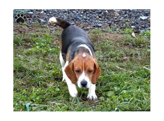 Beagle Yavrulari Mama Ve Malzeme Kampanya Li görsel