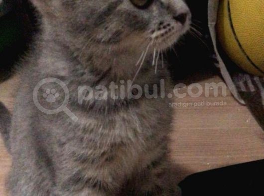 Harika Güzellilteki Yavru British Shorthair görsel