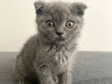 Afacan Scottish Fold Saf Erkek Yavru