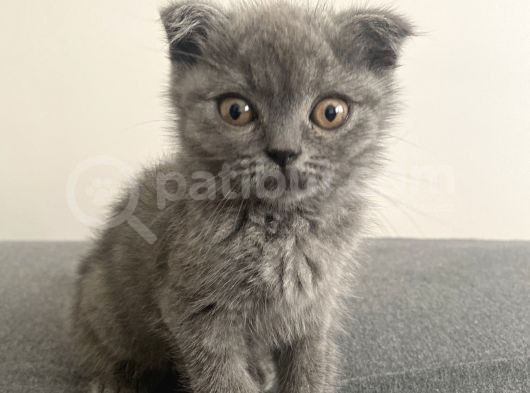 Afacan Scottish Fold Saf Erkek Yavru görsel