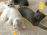 Duman ve Beyaz British Shorthair Yavrularımız.