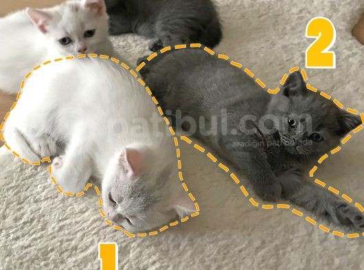 Duman Ve Beyaz British Shorthair Yavrularımız.