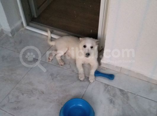 4 Aylık Zeka Küpü Japon Spitz