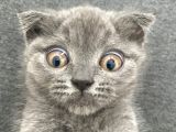 Afacan Scottish Fold Saf Erkek Yavru