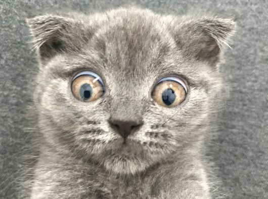 Afacan Scottish Fold Saf Erkek Yavru