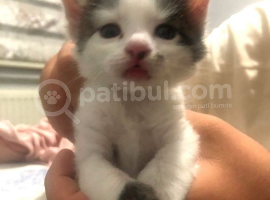 1 Aylık Yalnız Kalmış Minik görsel