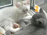 Duman Ve Beyaz British Shorthair Yavrularımız.
