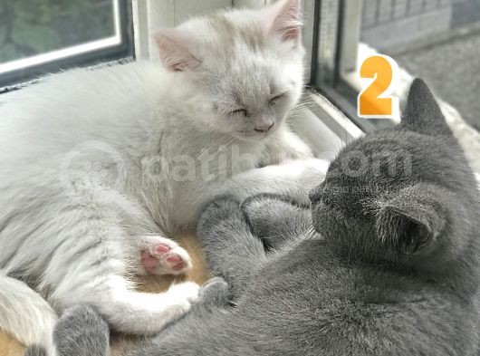 Duman Ve Beyaz British Shorthair Yavrularımız. görsel
