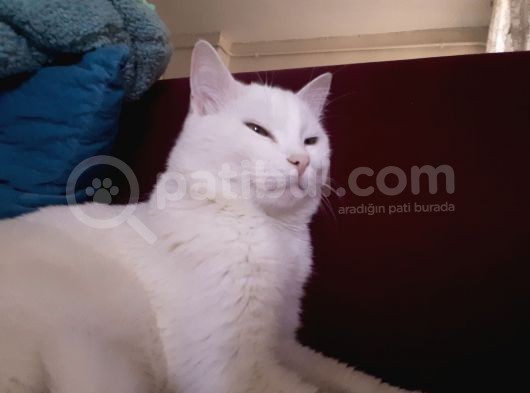 Bursa Gemli̇k Kayip Kedi̇ görsel