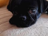 Safkan Pug Mops Yavrular