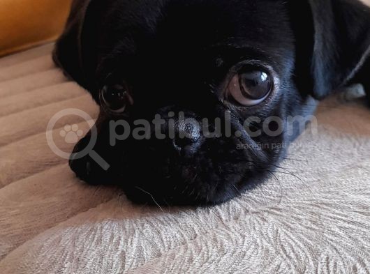 Safkan Pug Mops Yavrular