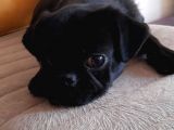 Safkan Pug Mops Yavrular