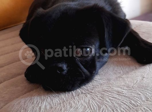Safkan Pug Mops Yavrular görsel