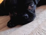 Safkan Pug Mops Yavrular