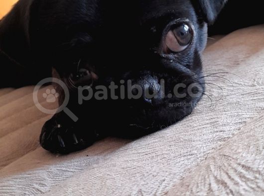 Safkan Pug Mops Yavrular görsel