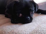 Safkan Pug Mops Yavrular