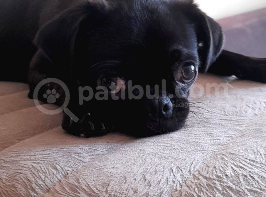 Safkan Pug Mops Yavrular görsel