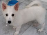 4 Aylık Zeka Küpü Japon Spitz