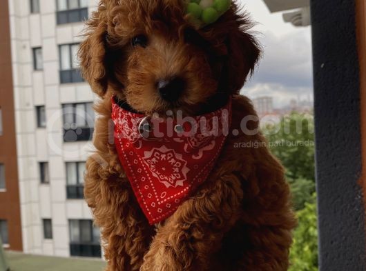 Muhteşem Poodle Yavrular görsel