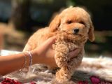 Di̇şi̇ Mi̇ni̇ Toy Poodle Bebekler