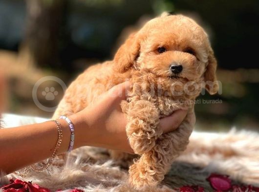 Di̇şi̇ Mi̇ni̇ Toy Poodle Bebekler görsel