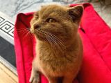 Scottish Fold