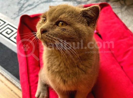 Scottish Fold görsel