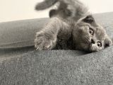 Afacan Scottish Fold Saf Erkek Yavru