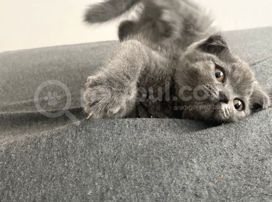 Afacan Scottish Fold Saf Erkek Yavru görsel