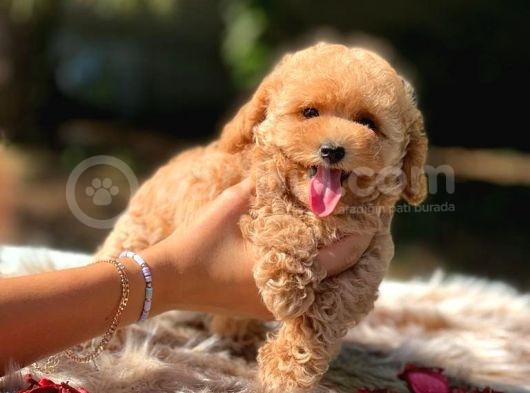 Di̇şi̇ Mi̇ni̇ Toy Poodle Bebekler