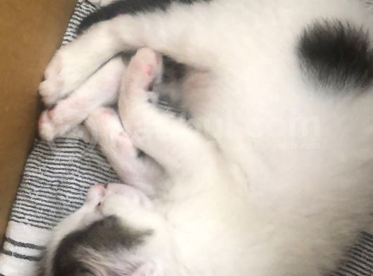 1 Aylık Yalnız Kalmış Minik görsel