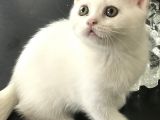 Duman Ve Beyaz British Shorthair Yavrularımız.