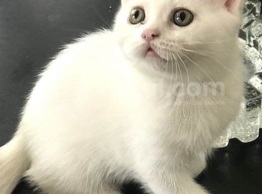 Duman Ve Beyaz British Shorthair Yavrularımız. görsel