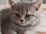 Harika Güzellilteki Yavru British Shorthair