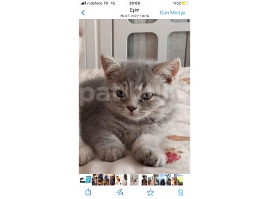 Harika Güzellilteki Yavru British Shorthair görsel