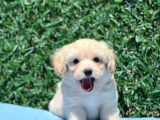 Erkek Maltipoo