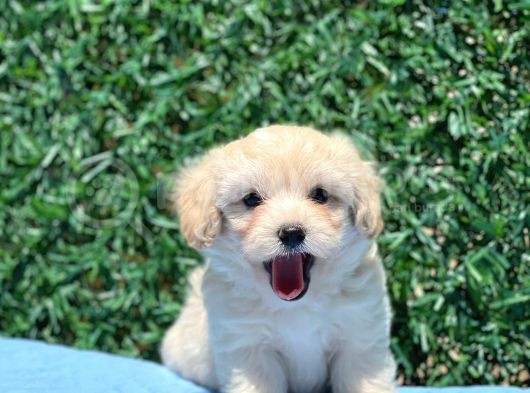 Erkek Maltipoo görsel