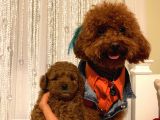 Ev Ortaminda Poodle Bebekler