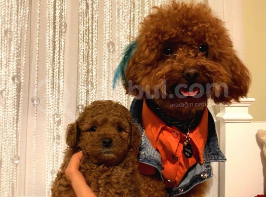 Ev Ortaminda Poodle Bebekler