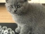Duman Ve Beyaz British Shorthair Yavrularımız.